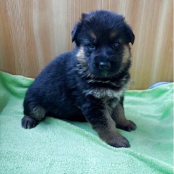 ジャーマン・シェパード・ドッグ【埼玉県・男の子・2025年4月5日・ブラックタン】の写真「すくすく成長中です」