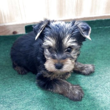 ヨークシャーテリア【埼玉県・男の子・2025年3月1日・スチールブルータン】の写真「かわいいヨーキーの子犬です」