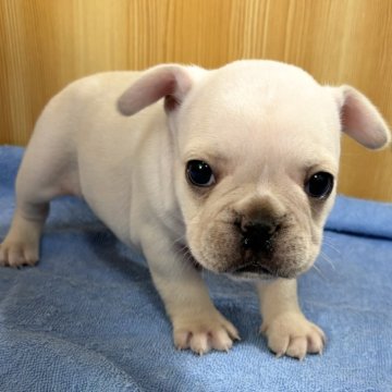 フレンチブルドッグ【埼玉県・女の子・2024年10月4日・クリーム】の写真「5兄妹のクリーム女の子」
