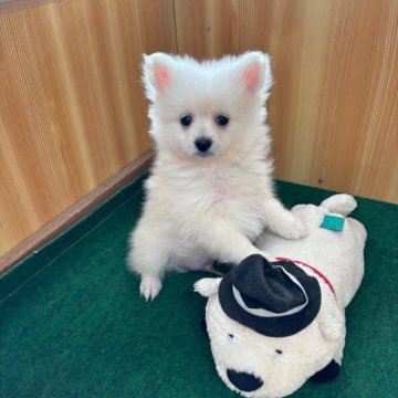 ポメラニアン【埼玉県・男の子・2024年11月29日・ホワイト】の写真「元気な男の子　ふわモコちゃん」