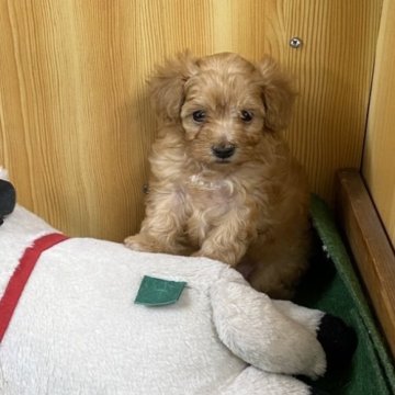 マルプー(トイプードル×マルチーズ)【埼玉県・女の子・2024年11月28日・アプリコット】の写真「元気で可愛いマルプーちゃん」