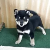 豆柴
