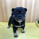 豆柴