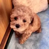 トイプードル(トイ)【埼玉県・女の子・2025年9月29日・アプリコット】の写真2