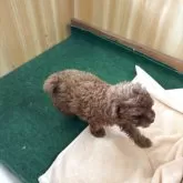 トイプードル(トイ)【埼玉県・男の子・2025年7月1日・レッド】の写真8