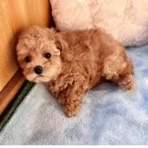 トイプードル(トイ)【埼玉県・女の子・2025年9月29日・アプリコット】の写真5