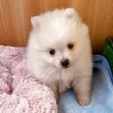 ポメラニアン【埼玉県・女の子・2025年10月12日・クリーム】の写真5