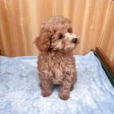 マルプー(トイプードル×マルチーズ)【埼玉県・女の子・2025年7月18日・レッド】の写真5