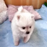 ポメラニアン【埼玉県・女の子・2025年10月12日・クリーム】の写真6