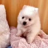 ポメラニアン【埼玉県・女の子・2025年10月12日・クリーム】の写真8