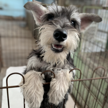 ミニチュアシュナウザー【埼玉県・男の子・2023年5月14日・ソルト&ペッパー】の写真「性格の穏やかな男の子です」