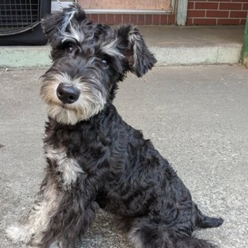 ミニチュアシュナウザー【埼玉県・男の子・2023年2月21日・ブラック&シルバー】の写真「母乳をしっかり飲み…スクスク育ちました」