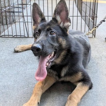 ジャーマン・シェパード・ドッグ【埼玉県・女の子・2023年3月12日・ブラックタン】の写真「二刀流の名犬です」