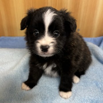 ミックス(ポメラニアン×パピヨン)【埼玉県・男の子・2024年9月15日・ブラック&ホワイト】の写真「足先4本ホワイトくん」