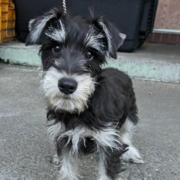 ミニチュアシュナウザー【埼玉県・男の子・2023年4月24日・ブラック&シルバー】の写真「元気いっぱいです」