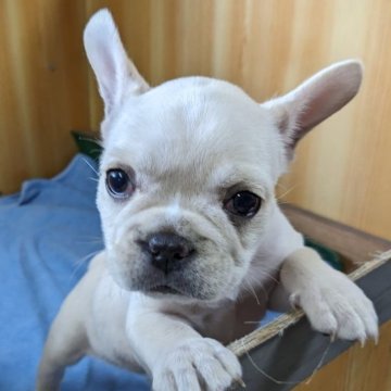 フレンチブルドッグ【埼玉県・男の子・2023年7月5日・クリーム】の写真「とっても元気なフレンチちゃん」