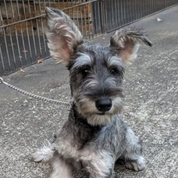 ミニチュアシュナウザー【埼玉県・女の子・2023年2月21日・ソルト&ペッパー】の写真「ヤンチャでとても元気です…」