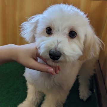 ミックス その他【埼玉県・男の子・2023年8月13日・クリーム系】の写真「とにかく元気いっぱいな子です」