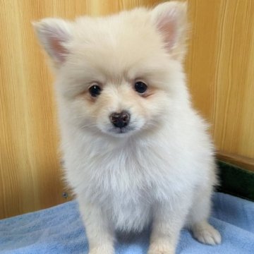 ポメラニアン【埼玉県・女の子・2023年2月21日・クリーム&ホワイト】の写真「フワフワちゃん
スクスク育っています」