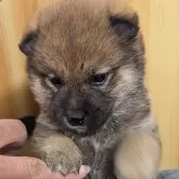 柴犬(標準サイズ)【埼玉県・男の子・2024年2月22日・赤】の写真1「コロコロちゃんで可愛いです！」