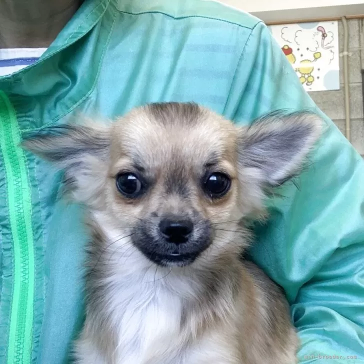 ID:2505-01140の子犬