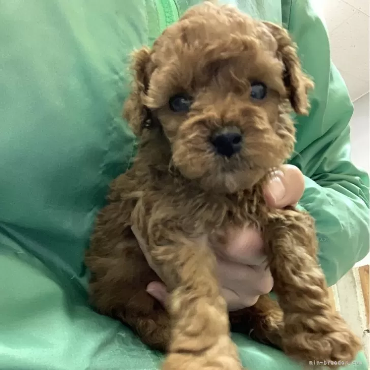 ID:2402-05725の子犬