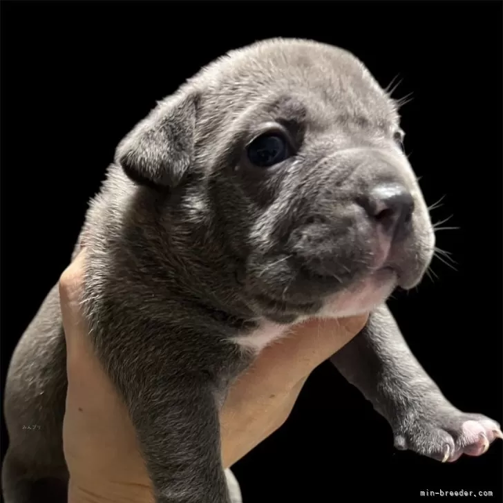 アメリカンブリー【香川県・女の子・2025年10月21日・ブルー&amp;ホワイト】の写真1