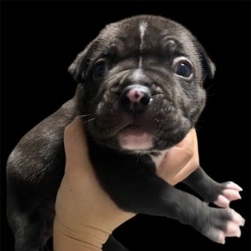 アメリカンブリー【香川県・男の子・2025年10月21日・ブラック&ホワイト】の写真「外産血統になります‼️」