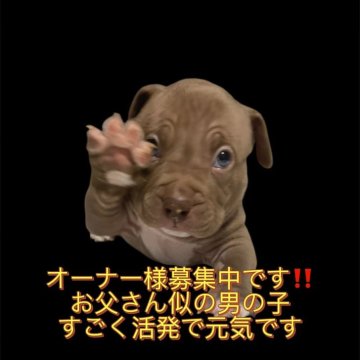 アメリカンブリー【香川県・男の子・2025年10月21日・チョコレート】の写真「外産血統になります‼️」