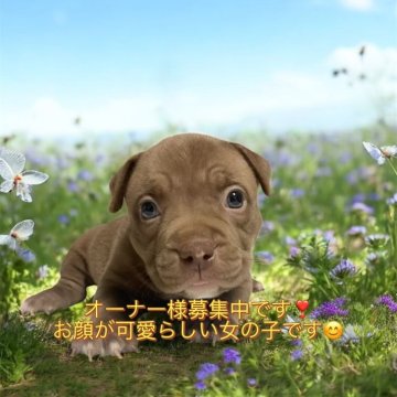 アメリカンブリー【香川県・女の子・2025年10月21日・チョコレート&ホワイト】の写真「外産血統になります‼️」