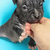 アメリカンブリー