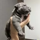 アメリカンブリー【香川県・女の子・2025年10月21日・ブルー&ホワイト】の写真3