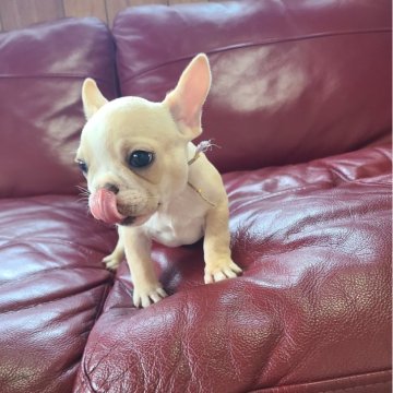 フレンチブルドッグ【大阪府・女の子・2024年12月11日・クリーム】の写真「顔の真ん中にお茶目なクリームラインが入っています！」