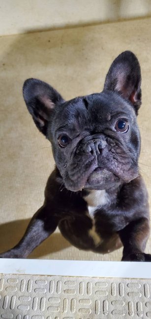 フレンチブルドッグ【・女の子・2022年10月19日・BRINDLE ブリンドル】「2024年12月待望の受胎、出産しました！２匹のパピーのお母さんになりました。」