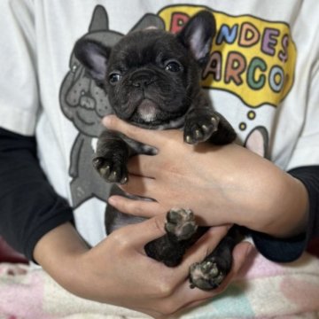 フレンチブルドッグ【大阪府・男の子・2023年3月11日・ブリンドル】の写真「父JKCチャンピオン👑」