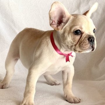 フレンチブルドッグ【大阪府・女の子・2023年9月9日・クリーム】の写真「父🇺🇸チャンピオン
母🇺🇸チャンピオン孫」