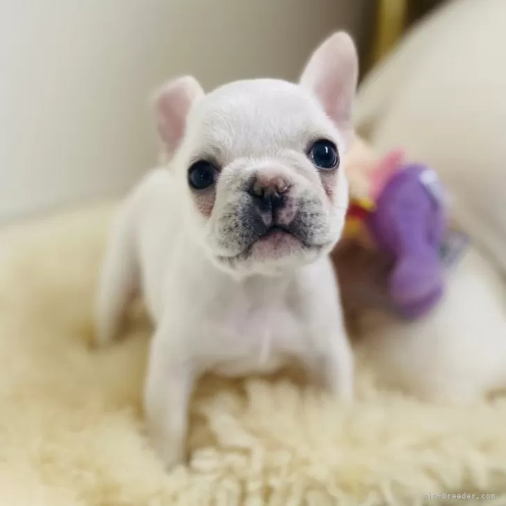 ID:2502-02227の子犬