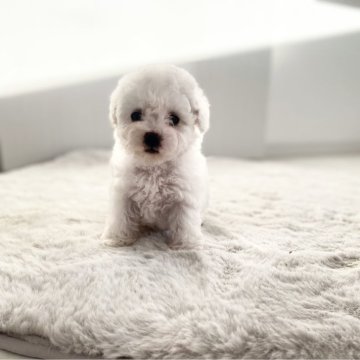 ビションフリーゼ【滋賀県・男の子・2025年9月28日・ホワイト】の写真「小さくてとーっても大人しい男の子です」