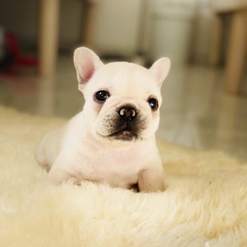 フレンチブルドッグ【滋賀県・女の子・2025年1月27日・クリーム】の写真「色素のバッチリ濃い女の子」