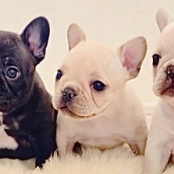 フレンチブルドッグ【滋賀県・男の子・2025年10月7日・クリーム】の写真「💛 1番小さなクリームの男の子
濃いクリム
　」