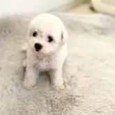 ビションフリーゼ