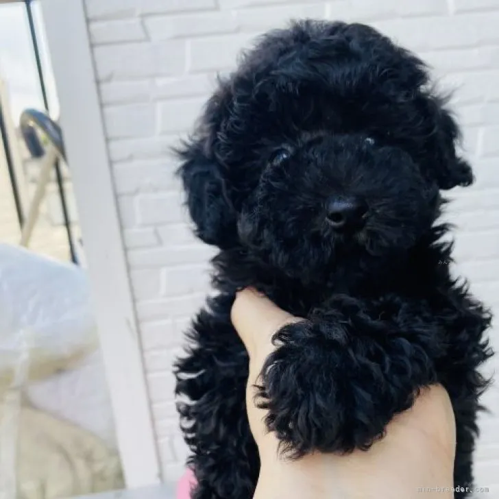 ID：2310-03790の子犬