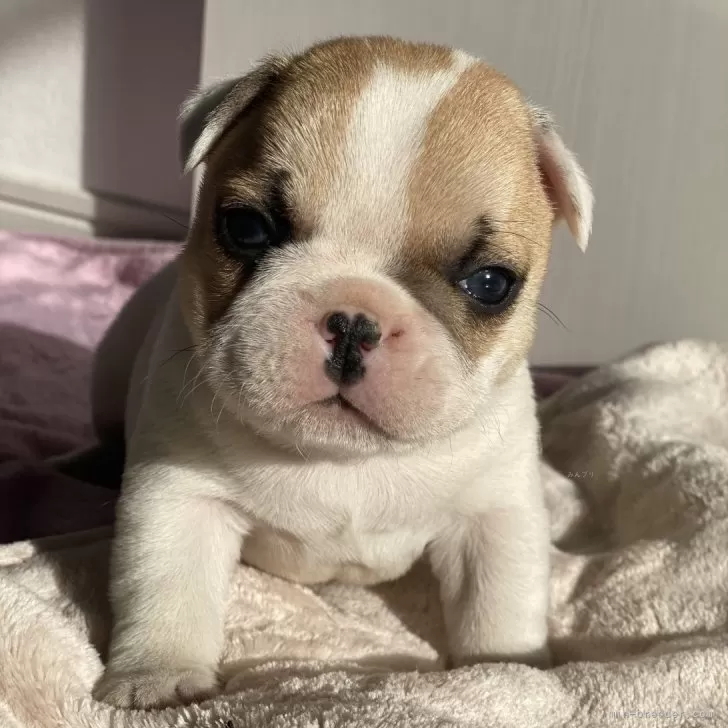 ID：2402-02258の子犬