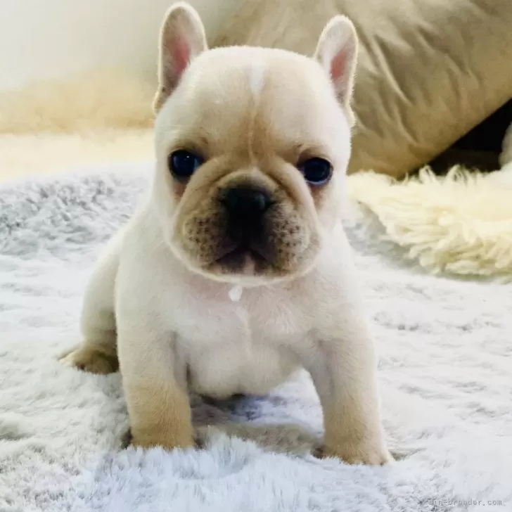 ID:2406-01242の子犬