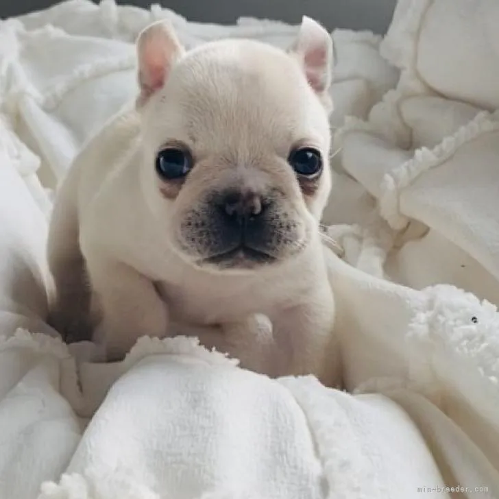 ID:2212-02720の子犬