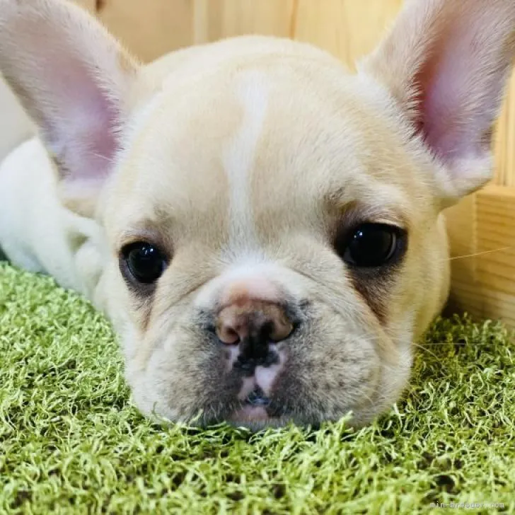 ID：2212-00016の子犬