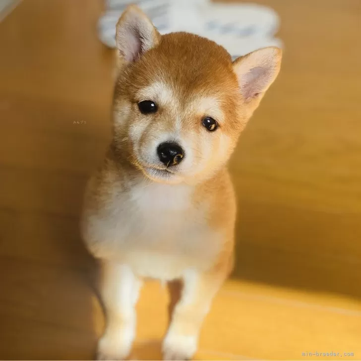 ID:2406-04211の子犬