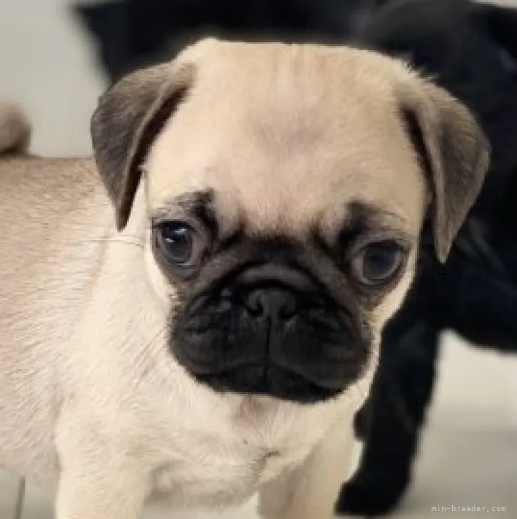 ID：2303-02500の子犬