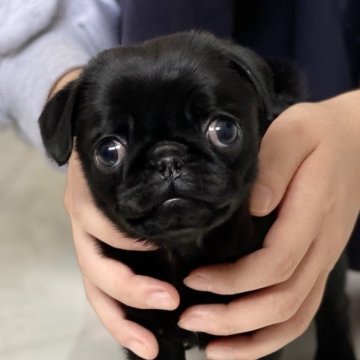 パグ【滋賀県・女の子・2023年1月16日・ブラック】の写真「チビパグ女の子」