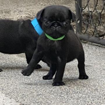 パグ【滋賀県・女の子・2022年8月5日・ブラック】の写真「小さな女の子」